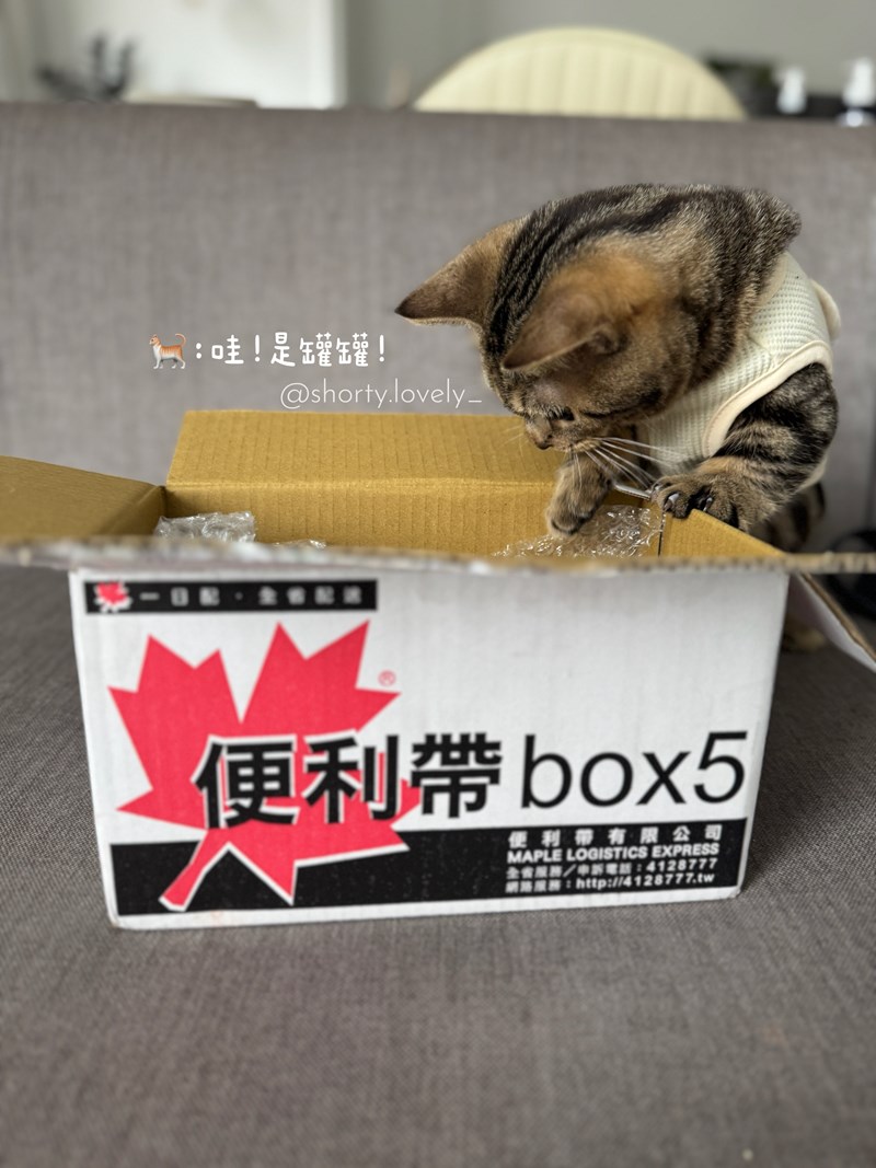 女人知己試用大隊,口碑行銷,部落客行銷,PURRFACT 波菲特貓用主食罐,主食罐,PURRFACT波菲特,貓主食罐,貓罐,PURRFACT波菲特貓用主食罐,魚肉蔓越莓主食罐,鮮嫩雞主食罐,鹿肉雞肉主食罐,牛肉鵪鶉貓主食罐,干貝蠶蛹配方,鱷魚肉白木耳配方,雞肉魚肉配方,安心鶉配方,評價,體驗,適口性佳,心得,成貓適用,高齡貓適用,質地是慕絲狀